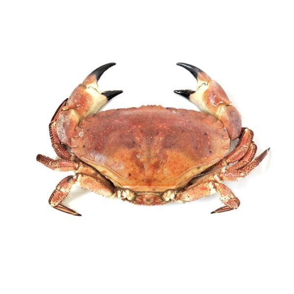 Dagnje, svježe (1kg)